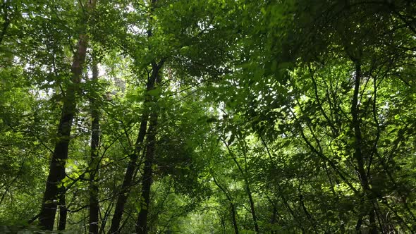 Trees in the Forest During the Day