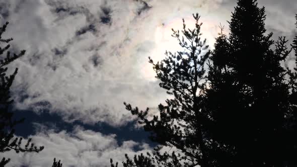 Silhouette Of Evergreen Trees With The Sun Coming Through A Cloudy Sky 3