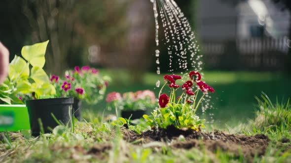 Closeup of Watering Flowers