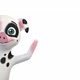 White Pig Greeting From Corner on White Background - VideoHive Item for Sale