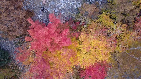 Aerial View Moving Down Towards Colorful Fall Foliage