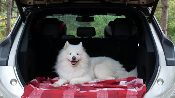 Samoyed Laika is resting in the car after a walk. Beautiful fluffy white dog.
