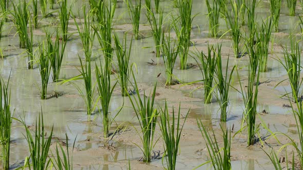 4K footage of rice field 