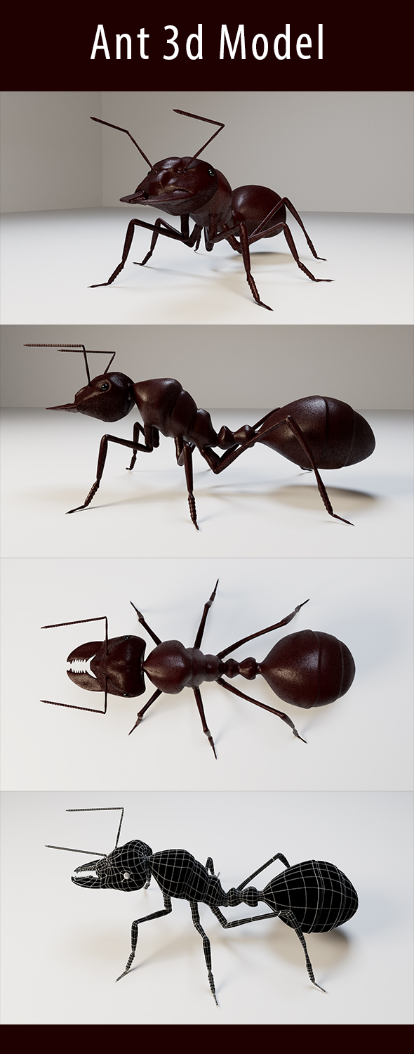 Ant 3d Model