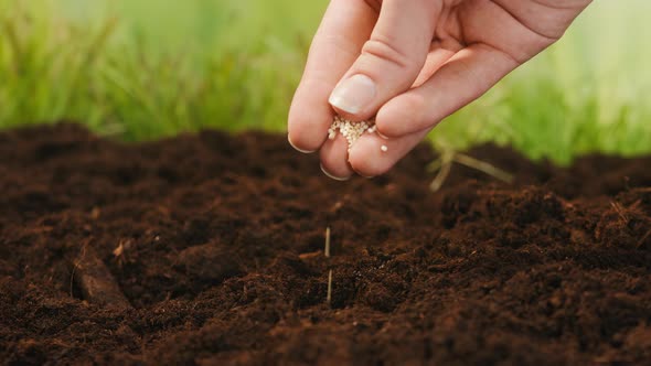 Planting Small White Seeds in the Ground with Hand Putting Grains Into Fertile Soil Landing Plants