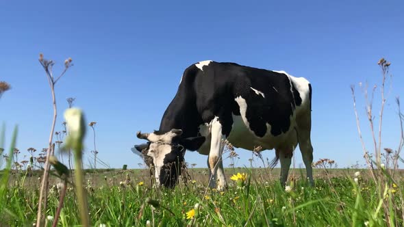 Cows grazing on a green meadow.