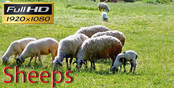 Sheeps Full HD