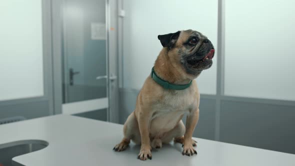 Pug puppy dog on examination in a veterinary clinic. Veterinarian conducts a medical examination