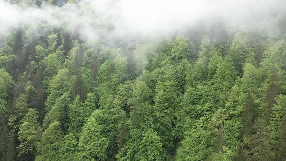 Ukraine, Carpathians: Fog in the Mountains. Aerial.