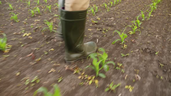 Man Walking Through Corn Plants Rows in Cultivated Field