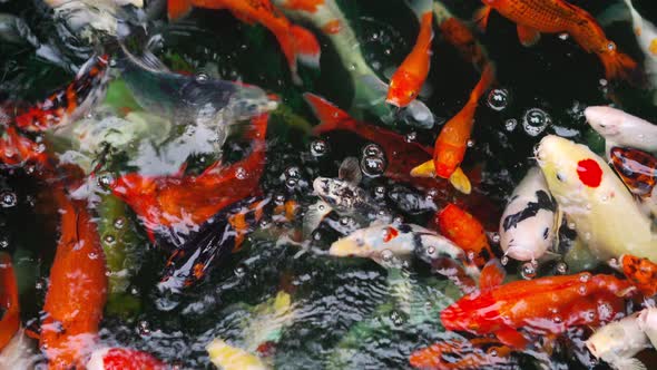 Koi fish or carp fish swimming in the pond