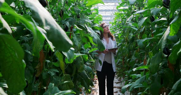 Scientist with digital tablet examining plants in the greenhouse 4k