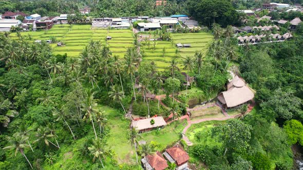 aerial of rice field valley filled with coconut trees and river below in bali indonesia