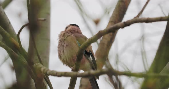 Eurasian Jay or Garrulus Glandarius Cleans Its Feathers