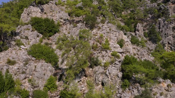 Top View From Drone of Green Pine Trees Growing on Rocky Cliff