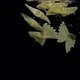 Farfale Paste Falls Into the Water - VideoHive Item for Sale