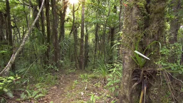 Sun is Shining in Green Forest in New Zealand Wilderness Nature