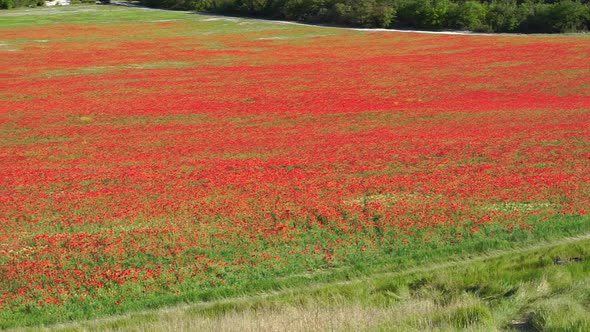 Field with Green Grass and Red Poppies Against the Sunset Sky