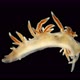 Sea slug Coryphella sp. under a microscope, of the Coryphellidae family - VideoHive Item for Sale