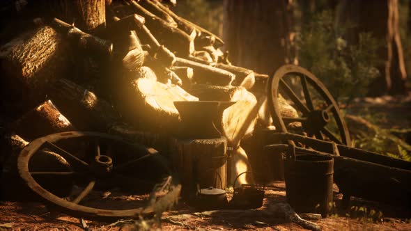 Preparation of Firewood for the Winter in Forest at Sunset