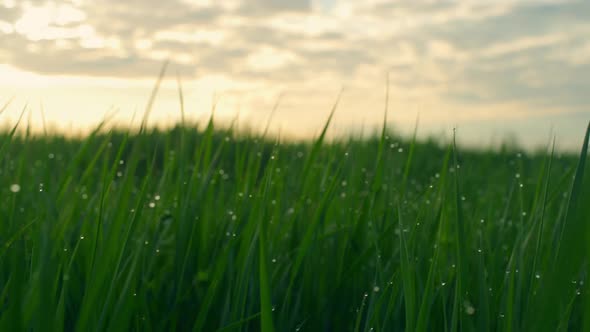 Green Grass Sunset Dew in Rural Countryside Field