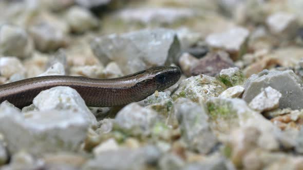 Macro of Anguis Fragilis,Or Blindworm, Is A Legless Lizard crawling between rocks and flicking tongu