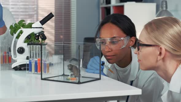 Two Multiracial Female Scientists Showing Amazement During Providing Experiment with Lab Hamster