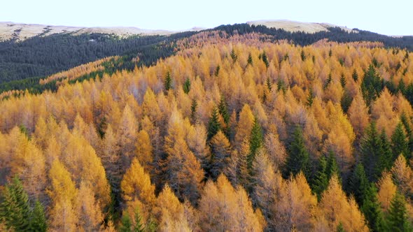 Aeriall view of colorful larch forest in autumn season