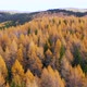 Aeriall view of colorful larch forest in autumn season - VideoHive Item for Sale
