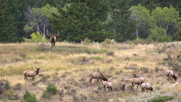 Bull Elk bugling in forest guarding cow elk