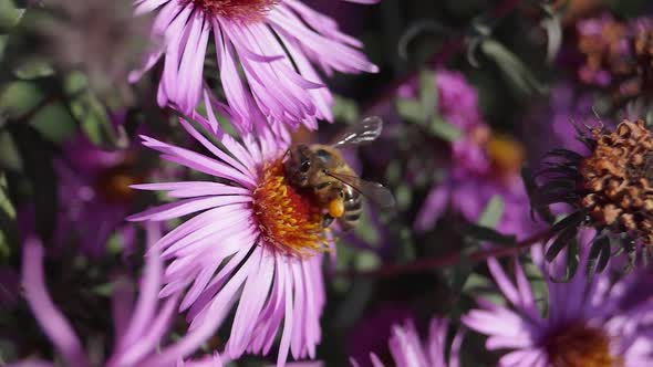 2018.10.18_1 The bee (lat. Anthophila) collects nectar and pollen.