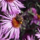 2018.10.18_1 The bee (lat. Anthophila) collects nectar and pollen. - VideoHive Item for Sale