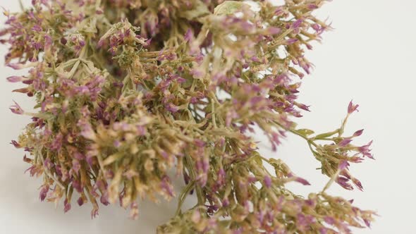 Shallow DOF herbal plant common European centaury 4K 2160p 30fps UltraHD panning footage - Dried flo