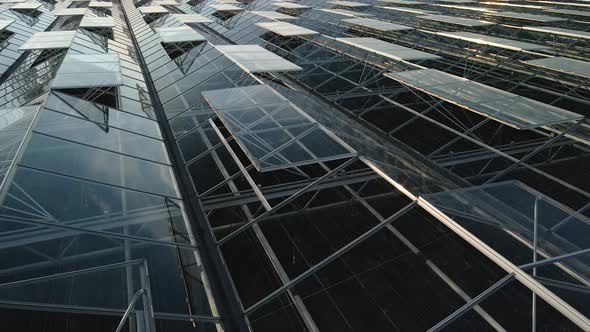 Open glass greenhouses at dawn