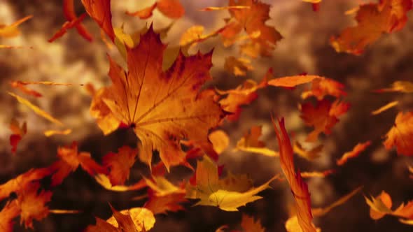 Slow motion animation of orange autumn leaves falling down. Closeup view. HD