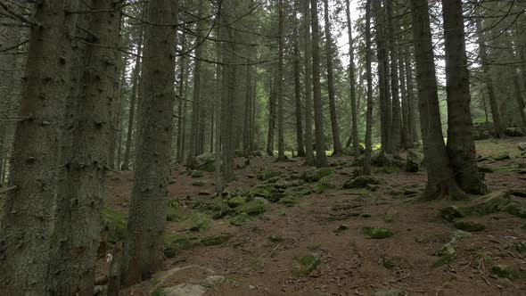 Inside a Coniferous Forest