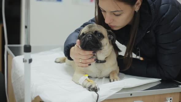 A Sick Pug Dog in a Veterinary Clinic with a Catheter in the Paw