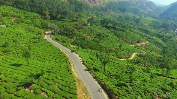 Tea plantation in india munnar asia off road aerial shot greenish. long roads