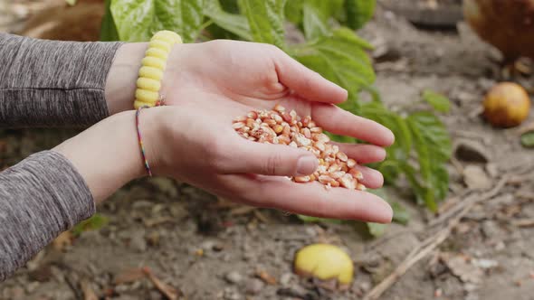 Organic Chicken Feed Close Up