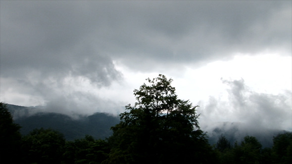 Fog over the Forests