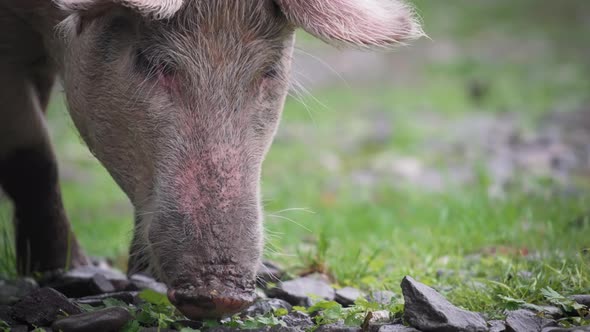 A pig eating food from the ground