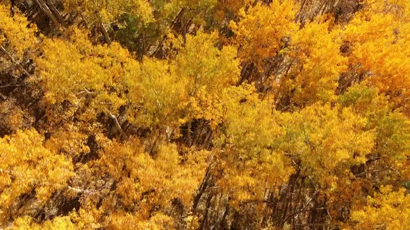 Yellow Autumn Aspen Tree Leaves