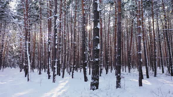 Sunset in the Wood Between the Trees Strains in Winter Period