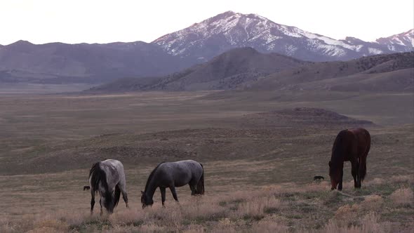 View of wild horses grazing before the sun rises.