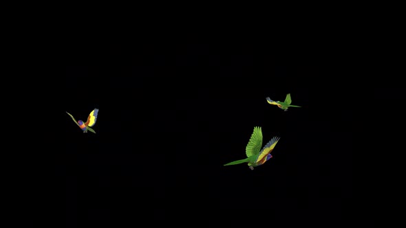 Rainbow Lorikeet - Asian Parrot Bird - Three Flying Around - Transparent Loop