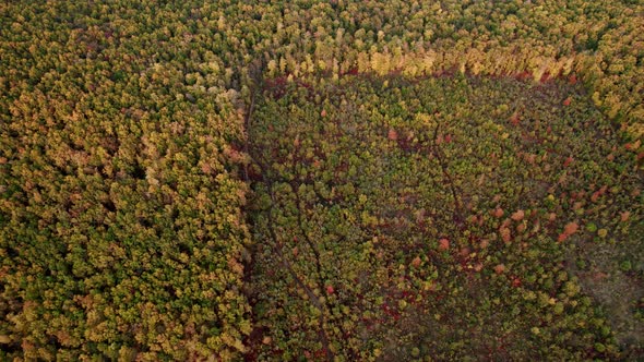 Aerial Drone View of Forest Destroyed in Europe Forest at Sunset During Autumn