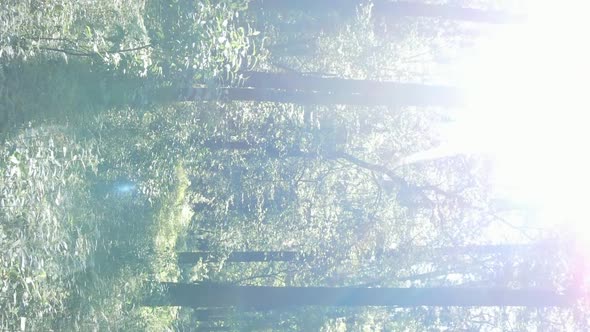 Vertical Video Aerial View Inside a Green Forest with Trees in Summer