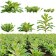 Lactuca sativa – Lettuce - 3DOcean Item for Sale