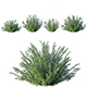 Rosmarinus – Rosemary - 3DOcean Item for Sale
