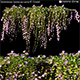 Convolvulaceae – Ipomoea pes caprae 02 - 3DOcean Item for Sale
